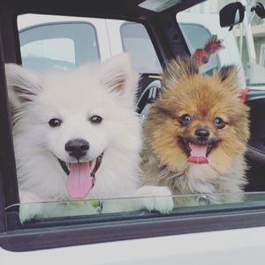 Meet your Posher, Benita